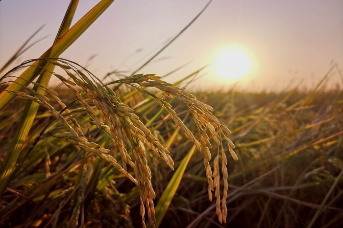 Escort the Autumn Harvest Season and Draw the Scenery of "Grain", Chen Hao, and "Abundance"-msoen