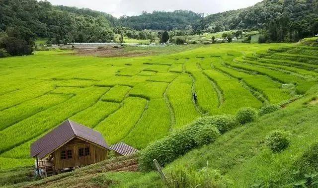Based on green ecological agriculture-agriculturalforum-agriculture-msoen