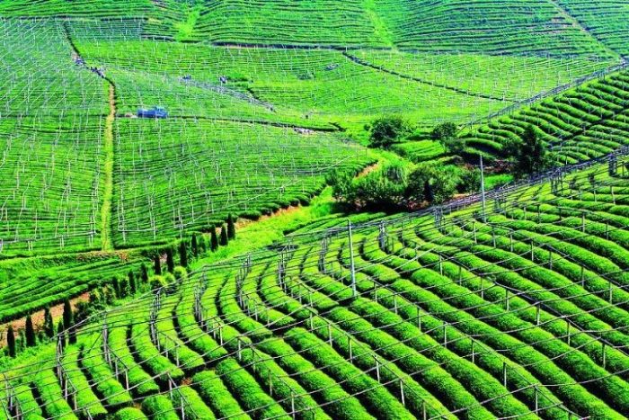 Xizhong Town, Dingzhou City: Ecological Agriculture Recycling "Silk" Road-msoen