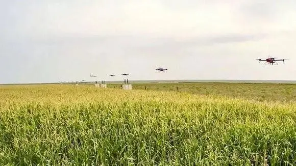 Guangdong’s Largest Unmanned Farm Harvest-msoen
