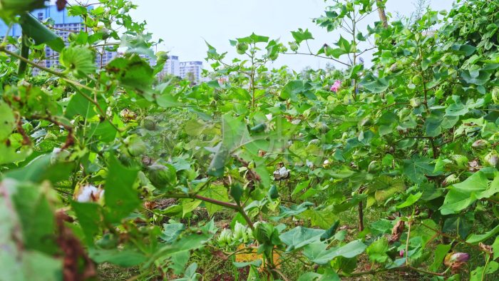 Accurate control of cotton growth through "smart agriculture"-msoen