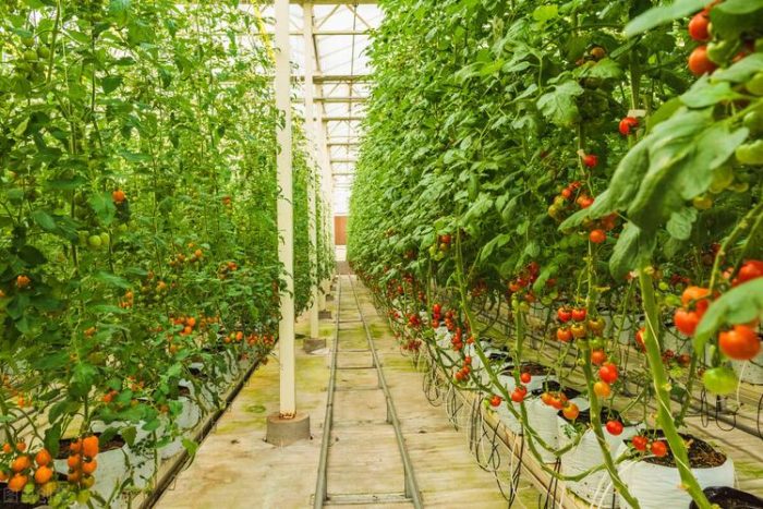 Wushan: "Smart Agriculture" Empowers Rural Revitalization-msoen