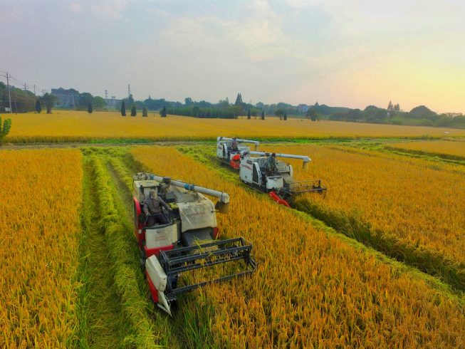 Good Autumn Harvest of Sunflowers in Jimusar County-msoen