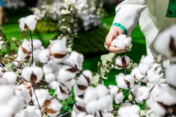 adopts new technologies and methods to create conditions for high cotton yield-msoen