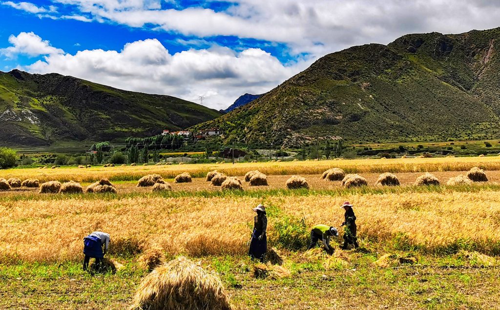“Smart Agricultural Services+Online Agricultural Machinery” Boosts Autumn Harvest Power-msoen