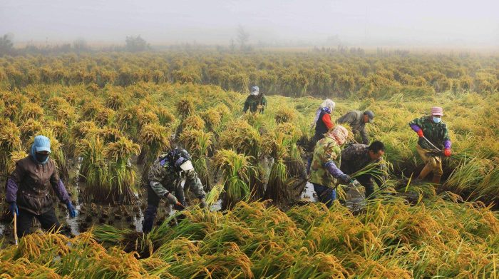 Amplify ecological advantages and make green the most beautiful background color-msoen