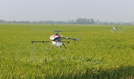 Smart Breeding Helps Revitalize Rural Industries-msoen