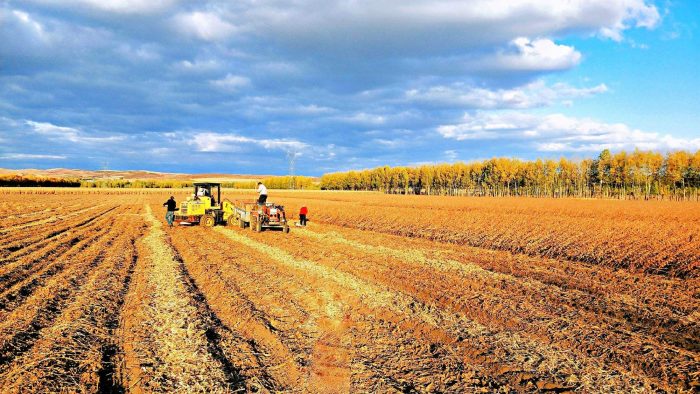 Assist in organic vegetable cultivation-msoen