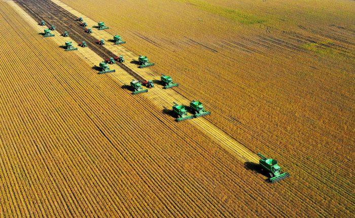 The "Little Leek" Industry Helps Rural Revitalization-msoen