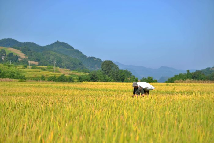Good Autumn Harvest with