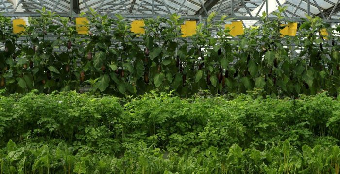 Empowering Strong Agriculture with Digital Technology-msoen