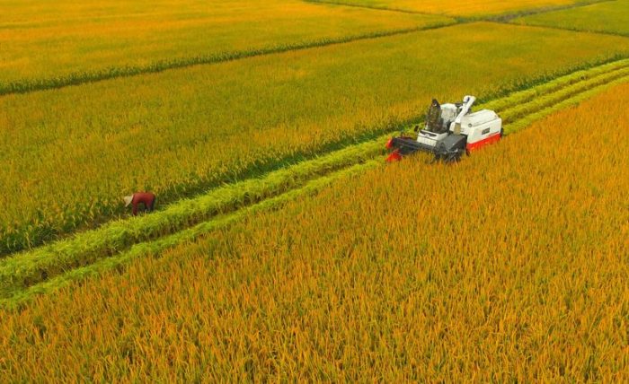 Developing Organic Agriculture to Assist Rural Revitalization-msoen