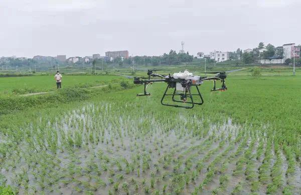 Wuchangshan Hetun Forest District is bustling with golden autumn harvest-msoen