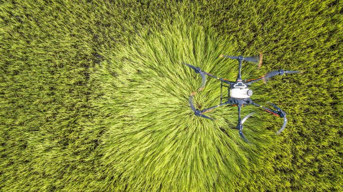 Drone Plant Protection Helps Yellow Peach Increase Production and Income-msoen
