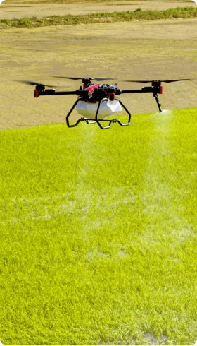 Vegetable Industry Development