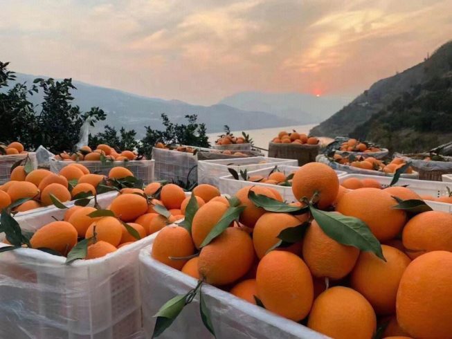 3200 mu Gannan navel orange sweet mining-msoen