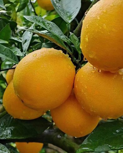 Gannan Navel Orange Harvest Sweet Fruit Farmers' Hearts-msoen