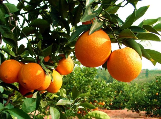 From Orchard to Table: The Journey of Gannan Navel Oranges-msoen