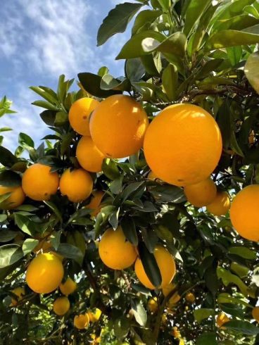 Navel Orange Industry Helps Rural Revitalization-msoen