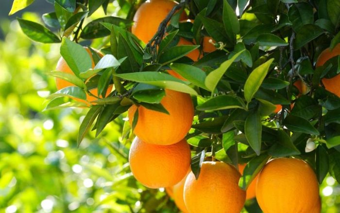 Sustainability and Gannan Navel Oranges: A Model of Eco-Friendly Farming-msoen