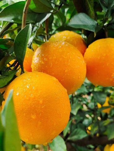 Xinning Langshan Navel Orange will be harvested on November 18th!-msoen