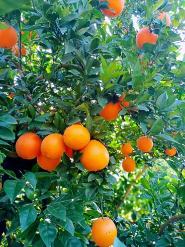 The Culinary Magic of Gannan Navel Oranges-msoen